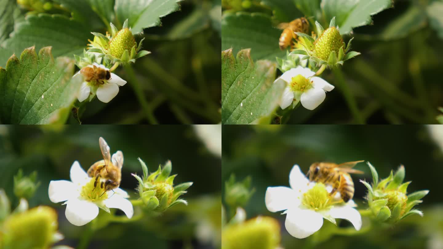 蜜蜂授粉 草莓花