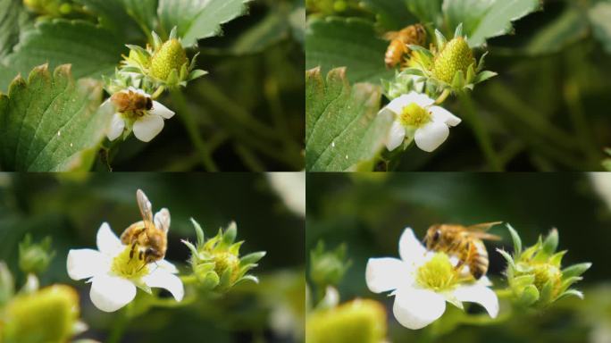 蜜蜂授粉 草莓花