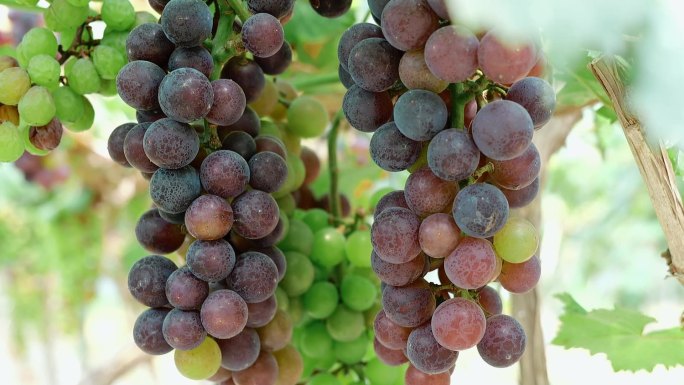 高端葡萄品种素材