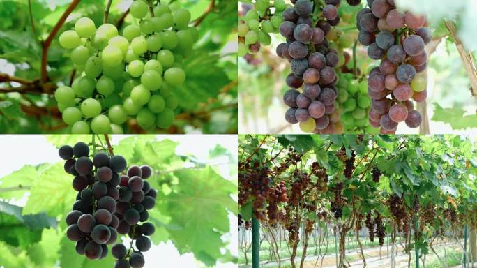 高端葡萄品种素材
