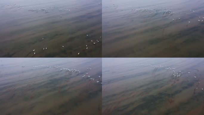 鄱阳湖候鸟航拍素材
