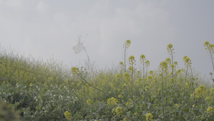 油菜花 空镜