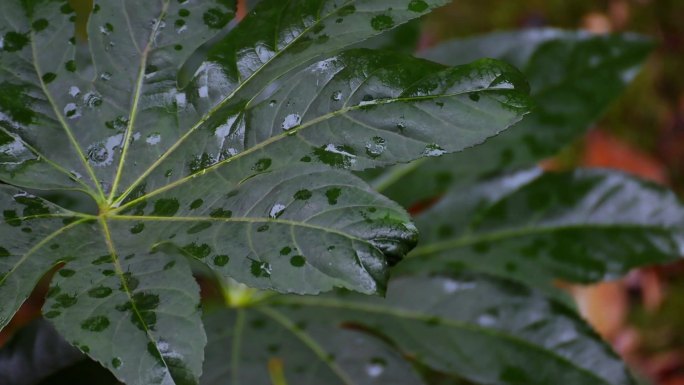 雨滴打在绿叶上