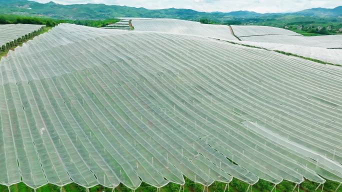 苹果种植基地4K高清素材