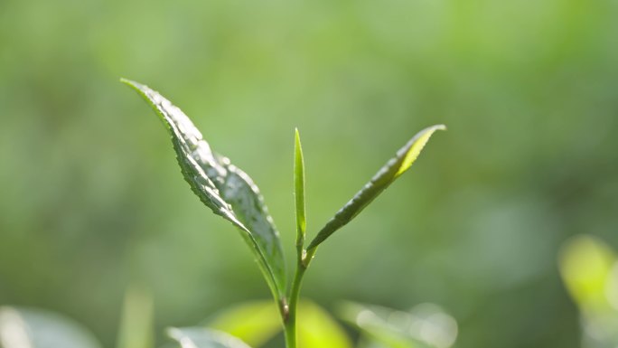 慢动作茶叶微距茶叶露水滴水茶青