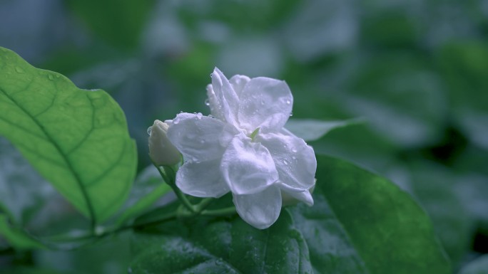 茉莉花 下雨 雨滴 雨中茉莉花