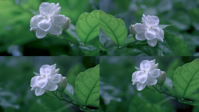 茉莉花 下雨 雨滴 雨中茉莉花