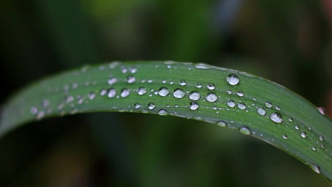 雨后绿叶上的水珠
