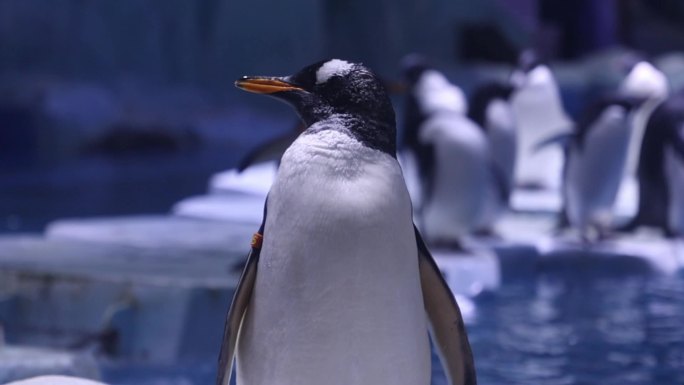企鹅发呆游泳走路愉快的生活慢动作升格