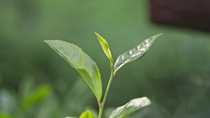 采茶特写微距 茶青 采茶女 茶叶慢动作