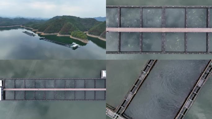 4K航拍杭州千岛湖人工鲟龙鱼养殖基地