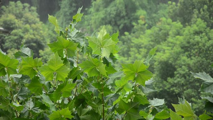 重庆北碚城南人行道梧桐树雨中即景