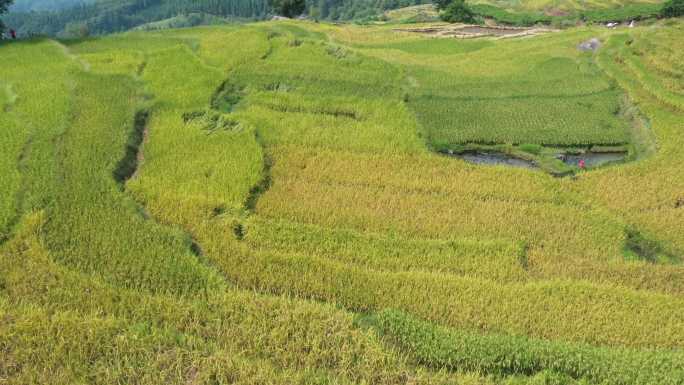 秋天阳光下桂林龙胜梯田成熟的水稻