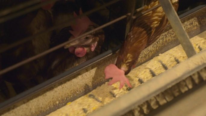 鸡自动化养殖设备
