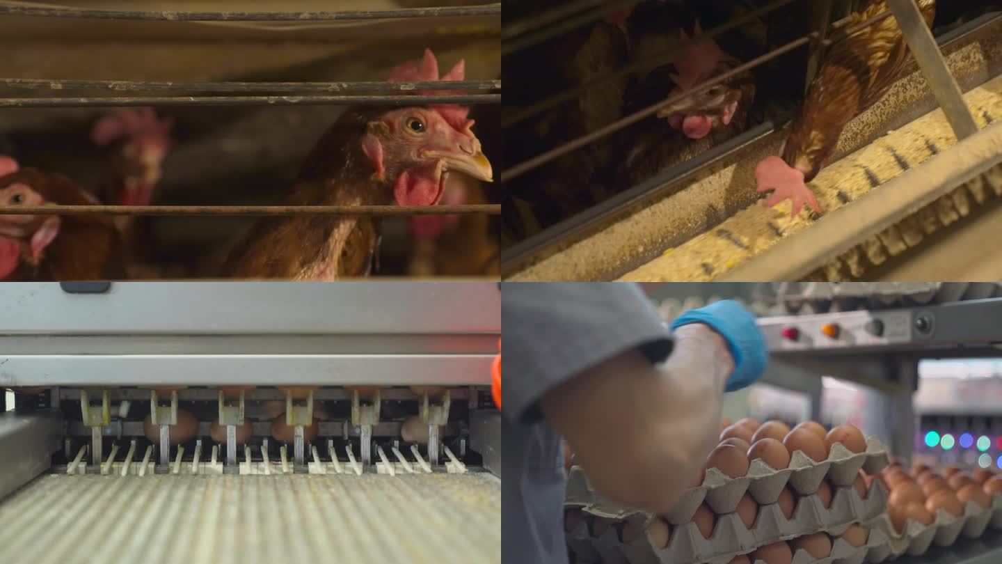鸡自动化养殖设备