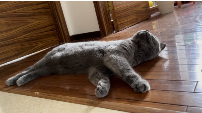 英短猫咪躺在木地板上的自洁三部曲