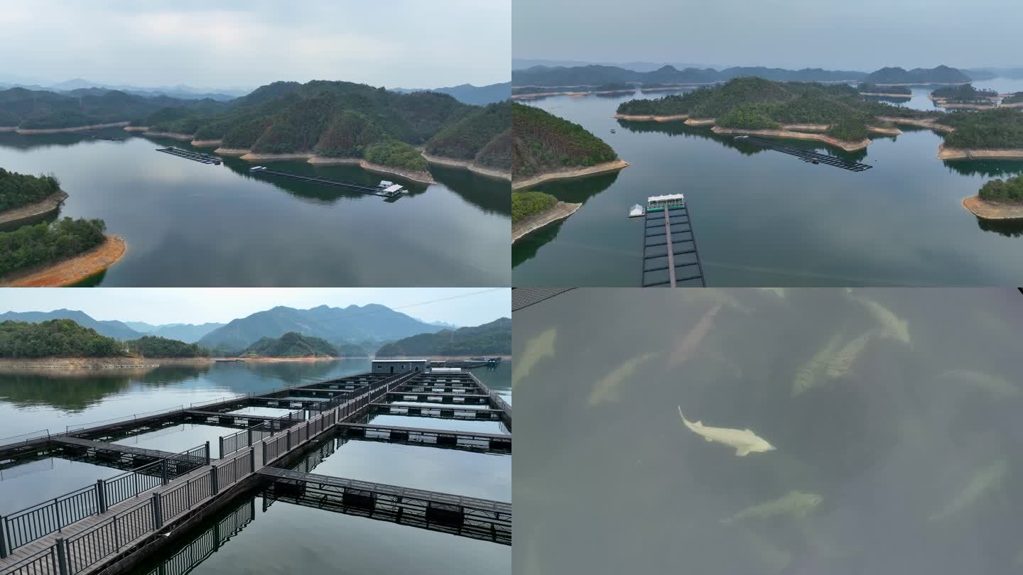 4K航拍杭州千岛湖人工鲟龙鱼养殖基地3