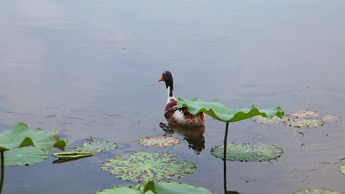 池塘里的一只鸭子
