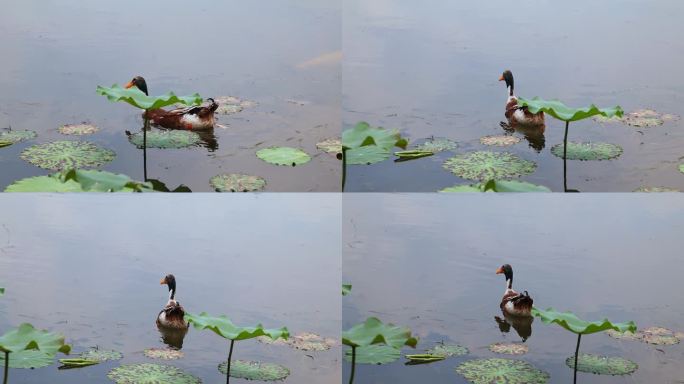 池塘里的一只鸭子