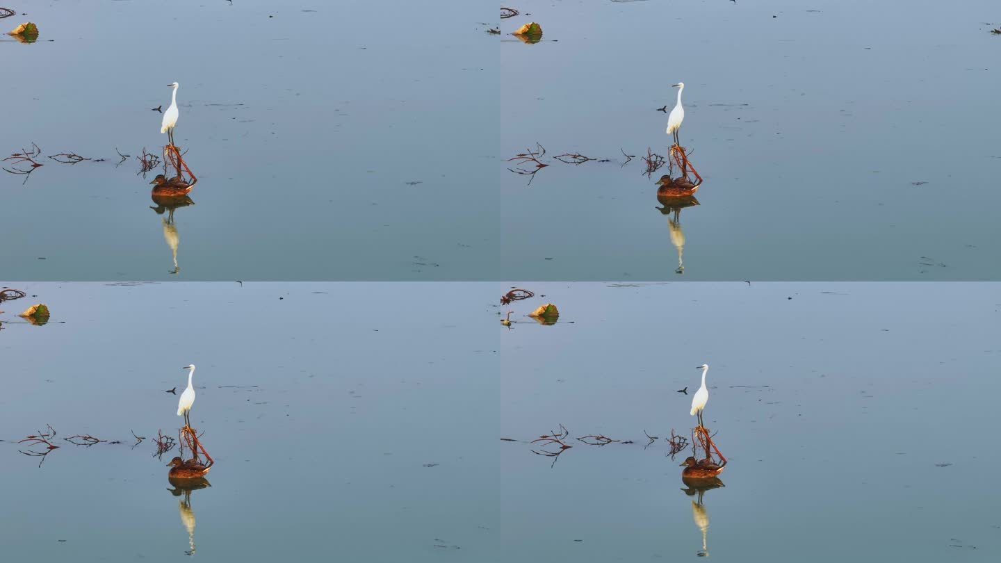 4K水中的白鹭