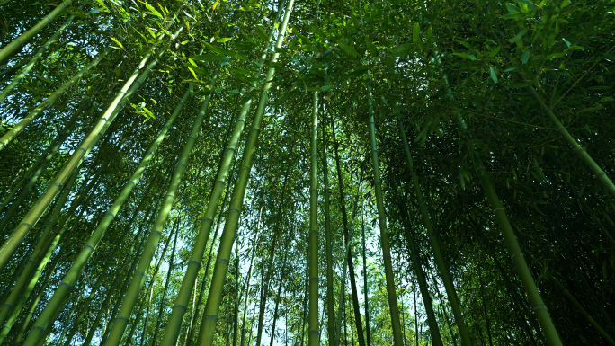 4K唯美竹林逆光阳光随风飘动