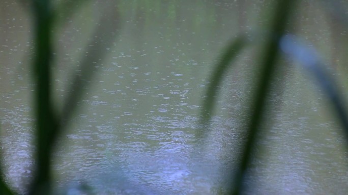 小雨落在池塘水面