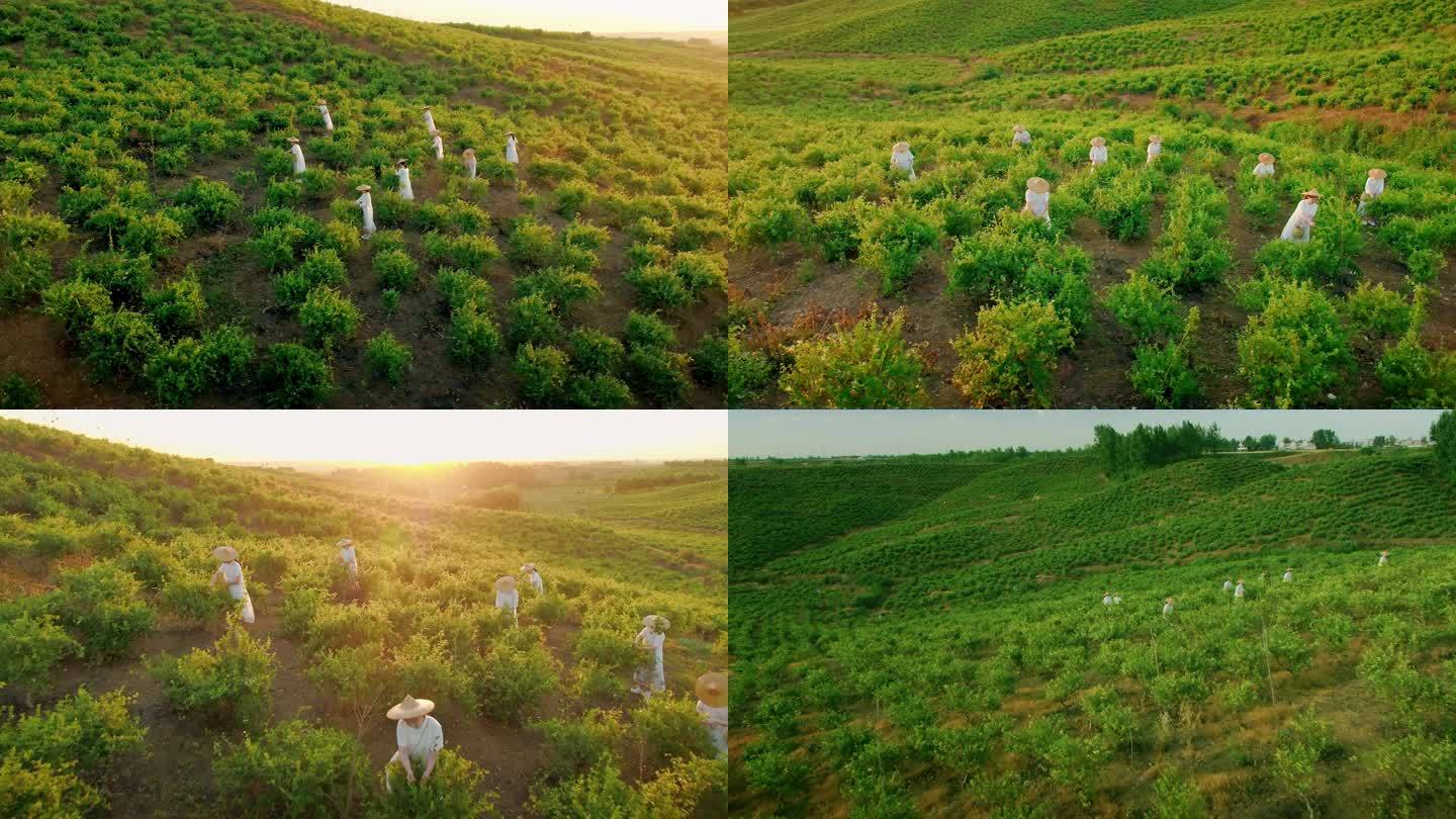 女子采摘中药材金银花采摘种植3