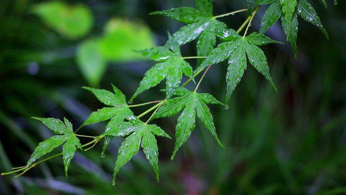 雨后的绿色枫叶