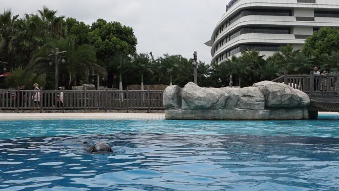 海豚跳跃慢动作升格入水击起水花