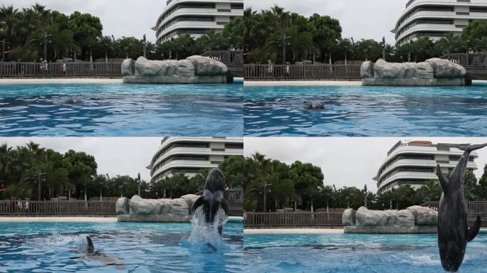 海豚跳跃慢动作升格入水击起水花
