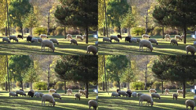 初秋的森林羊群