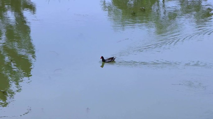 一只黑水鸡游过水面