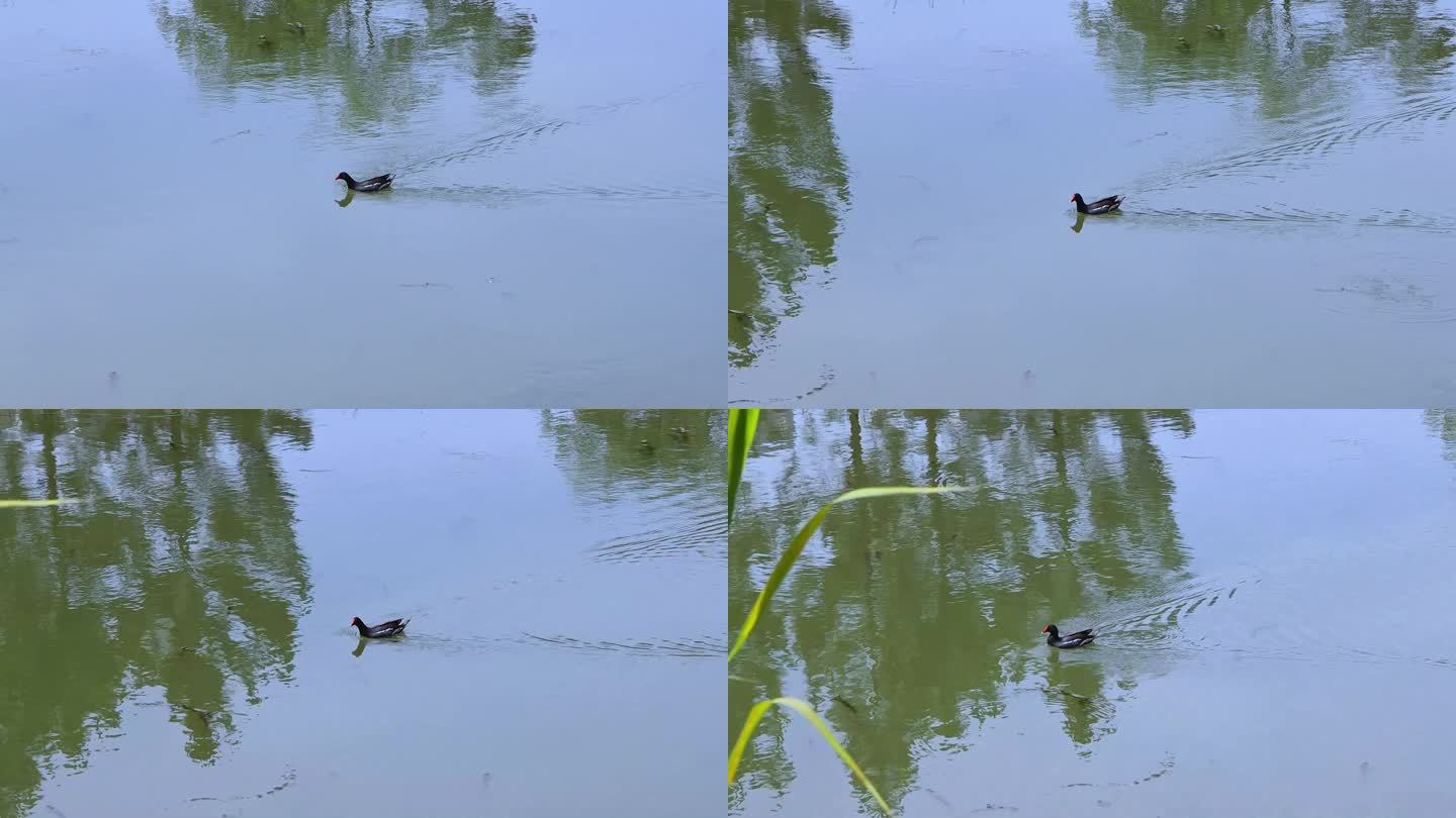 一只黑水鸡游过水面