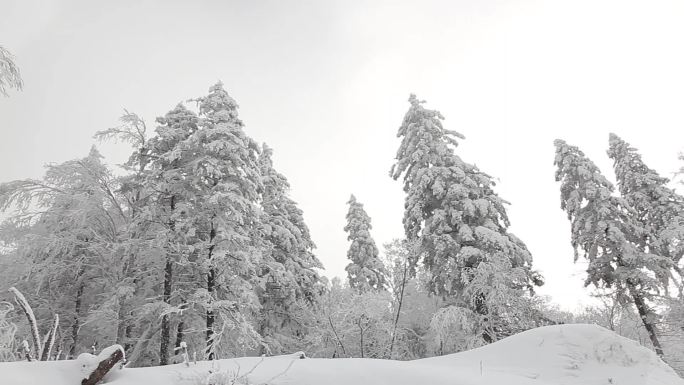 雾凇-雪挂01