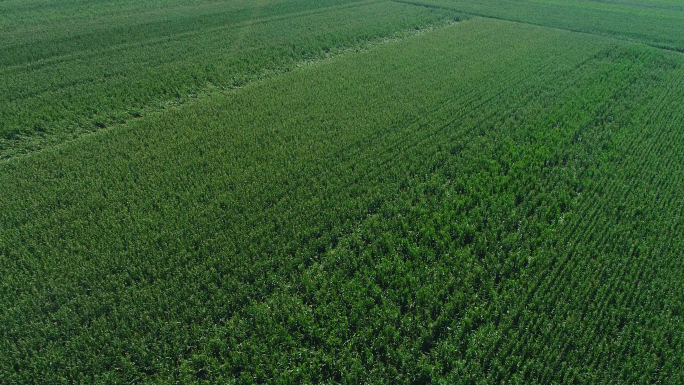 玉米地、苞米地、大面积玉米、粮食