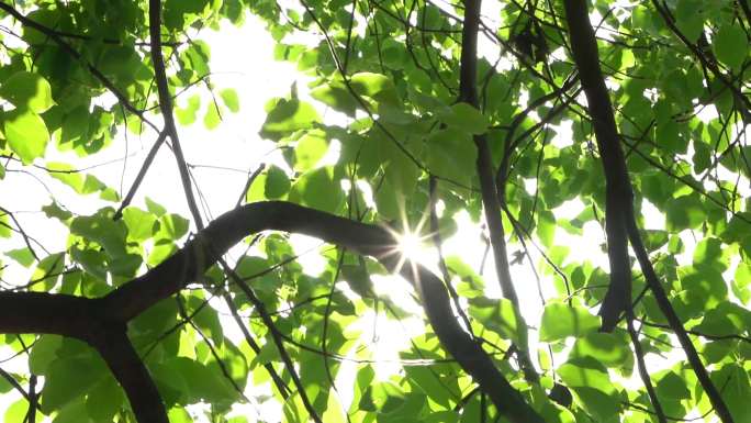 树叶绿植阳光空镜苔藓