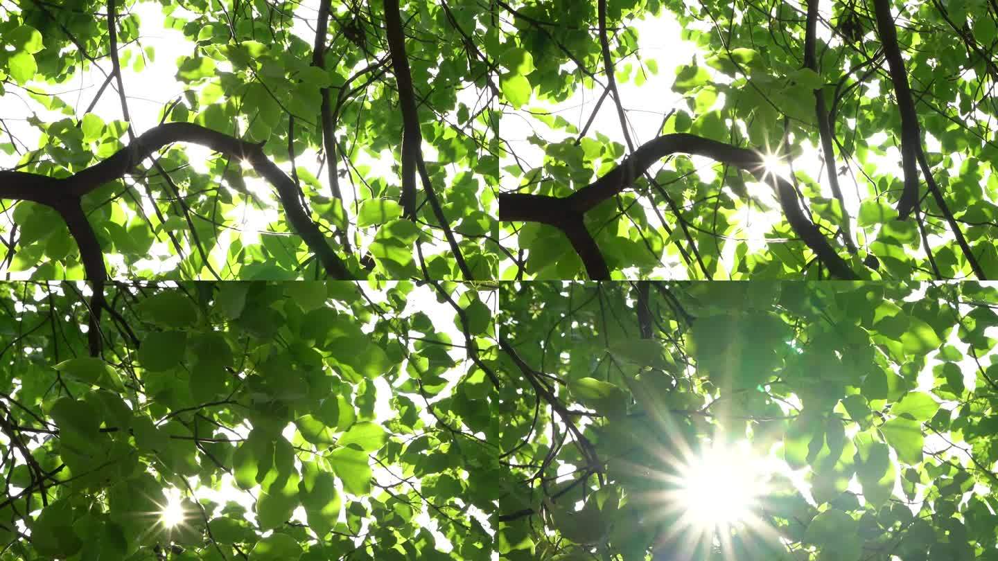 树叶绿植阳光空镜苔藓