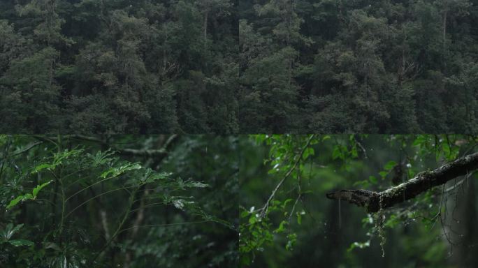 雨林下雨4K素材