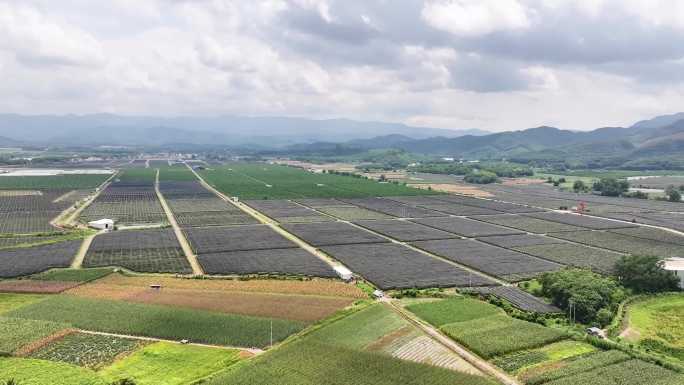 西双版纳水果园火龙果种植地大气万顷航拍