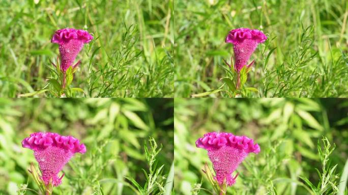 绿草丛里的红色鸡冠花