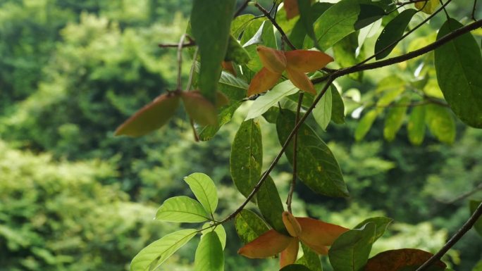 假苹婆.锦葵科苹婆属乔木植物