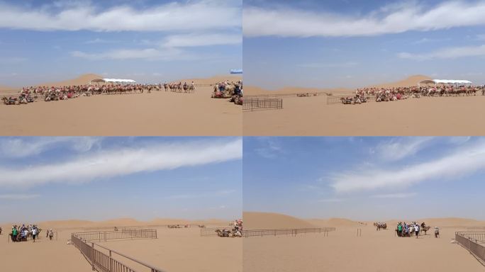 宁夏中卫地标腾格里沙漠沙坡头沙漠骆驼
