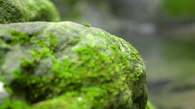 大自然 山野 小溪 苔藓 3