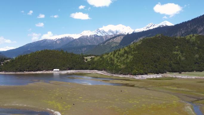 鲁朗雪山森林草地