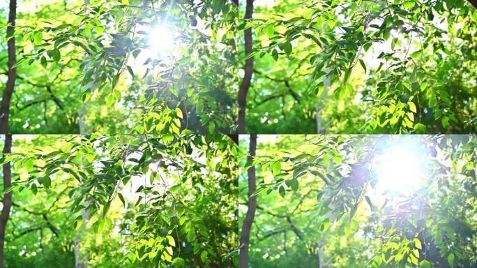 夏天公园园林里，阳光下的森林树叶透光光晕