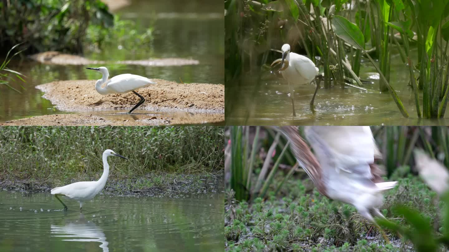 白鹭鸟类生态拍摄 生态环境 白鹭