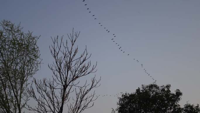 【4K】傍晚鸟群结队飞过天空