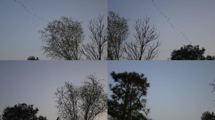 【4K】傍晚鸟群结队飞过天空