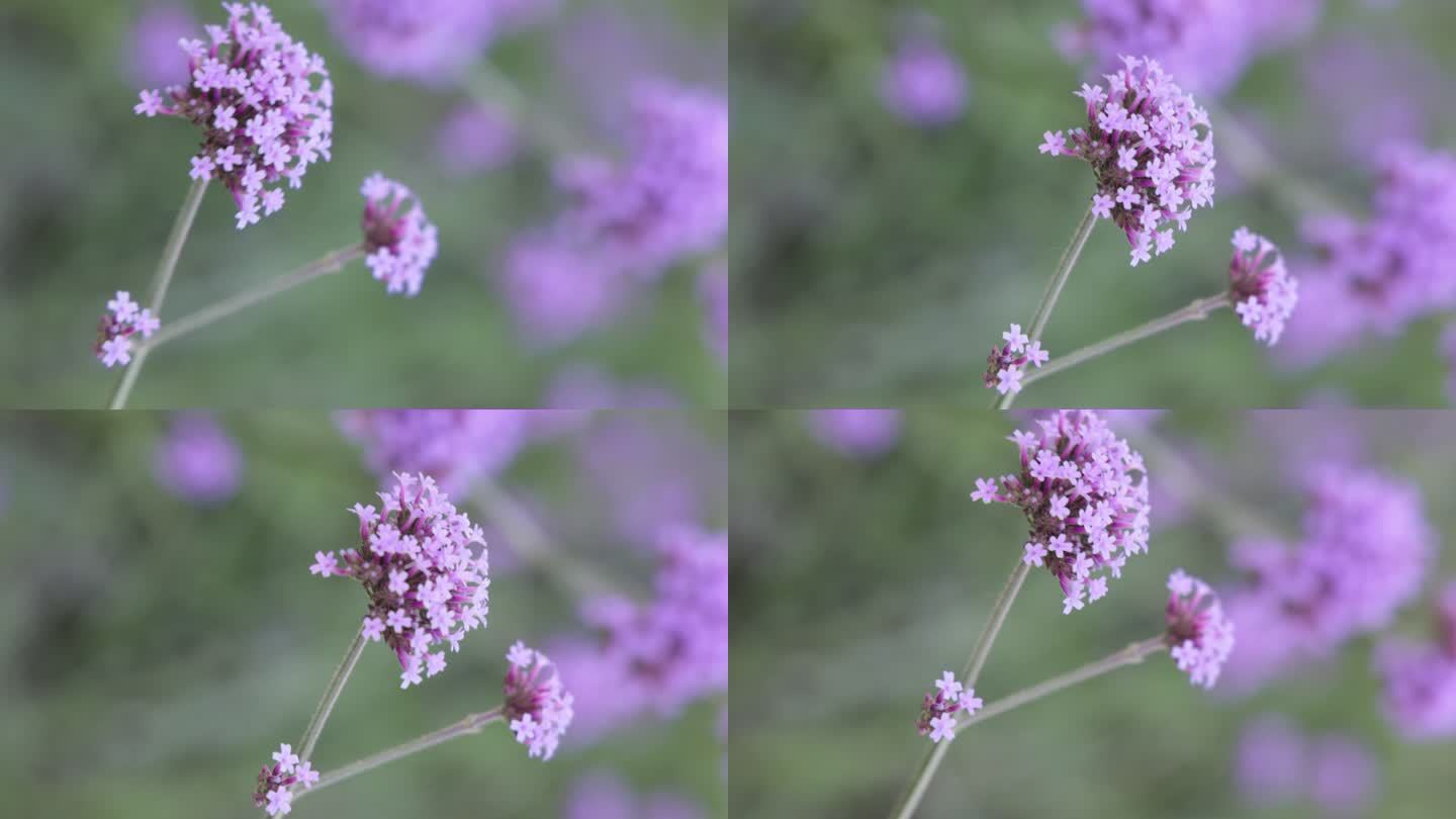 被风吹多的紫色的马鞭草特写背景虚化素材