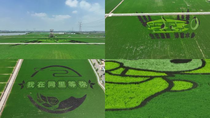 苏州同里北联村的稻田画